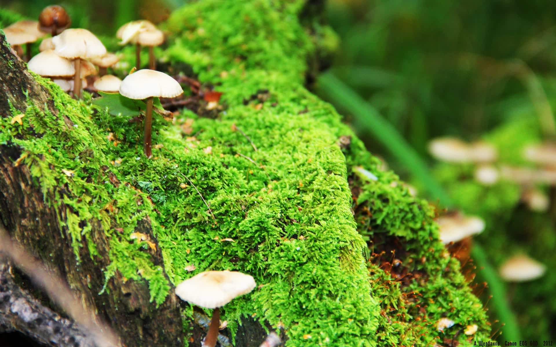 世界拳击职业联赛赛季球员行为守则修订公布,世界职业拳击比赛